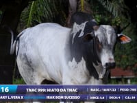 Lote 16