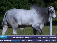Lote 17