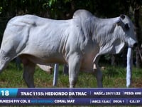 Lote 18