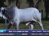 Lote 25