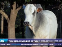 Lote 26