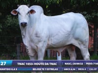 Lote 27
