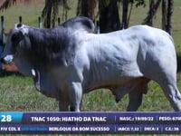 Lote 28