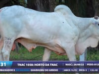 Lote 31