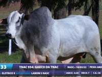 Lote 33