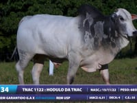 Lote 34