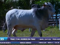 Lote 35