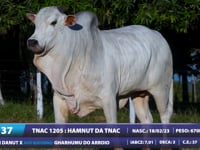 Lote 37