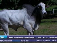 Lote 36