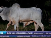 Lote 39