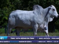 Lote 41