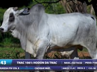Lote 43