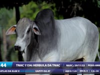 Lote 44