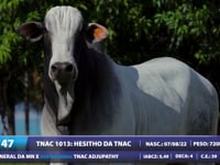 Lote 47