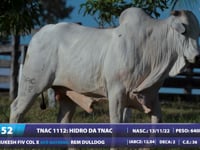 Lote 52