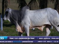 Lote 53