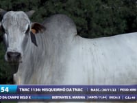 Lote 54