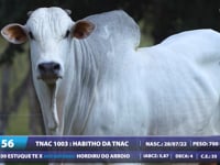 Lote 56