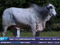 Lote 57