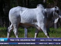 Lote 58