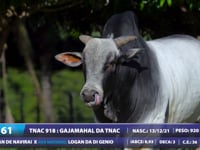 Lote 61