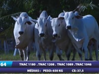 Lote 64