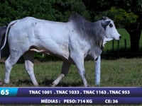 Lote 65