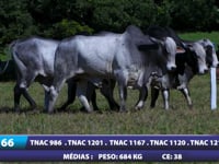 Lote 66