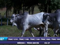 Lote 67