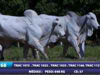 Lote 68