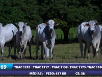 Lote 69