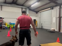 Transforming Tails: Engaging Training Sessions at K9 Nation