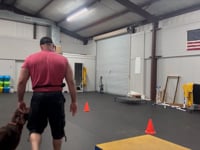 Transforming Tails: Engaging Training Sessions at K9 Nation