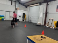 Transforming Tails: Engaging Training Sessions at K9 Nation