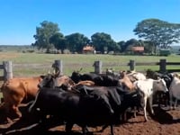 LOTE 02A