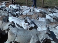 Lote 07A