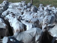 Lote 08A