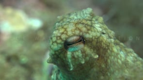 2604_Reef Octopus eye super close up