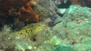 2605_Mediterranean Moray eel on reef