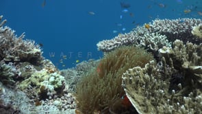  1189_Coral reef with Tomato Anemonefish