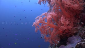 1162_Coral reef with pink soft coral and fish static shot