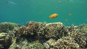 1164_Coral reef with hard corals and Damsel fish static shot