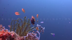 1163_Coral reef with Feather star and Anthias static shot