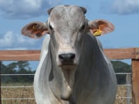 Lote 27