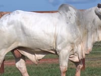 Lote 36
