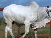 Lote 51