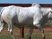 Lote 56