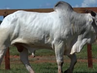 Lote 66