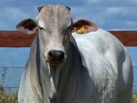 Lote 76