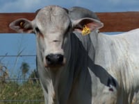 Lote 81
